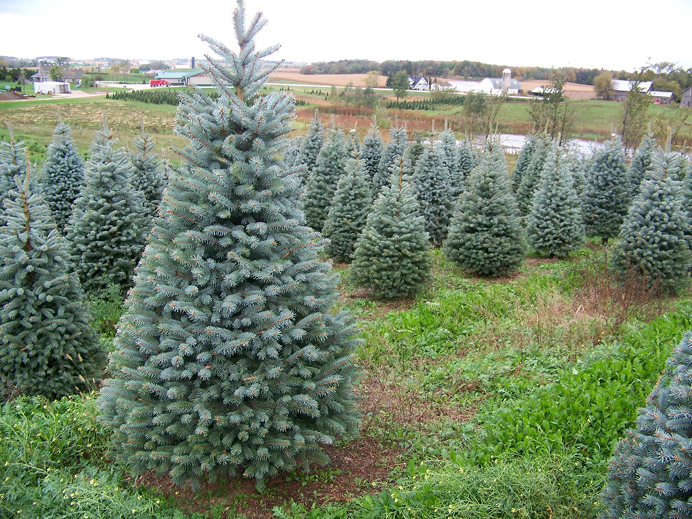 Recogida de árboles de Navidad