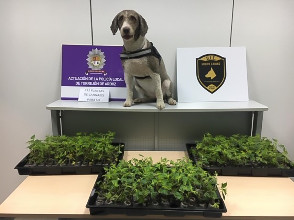 La Unidad Canina de la Policía Local de Torrejón ha detenido en los últimos meses a 5 individuos, incautándose de hachís, cocaína y plantas de marihuana