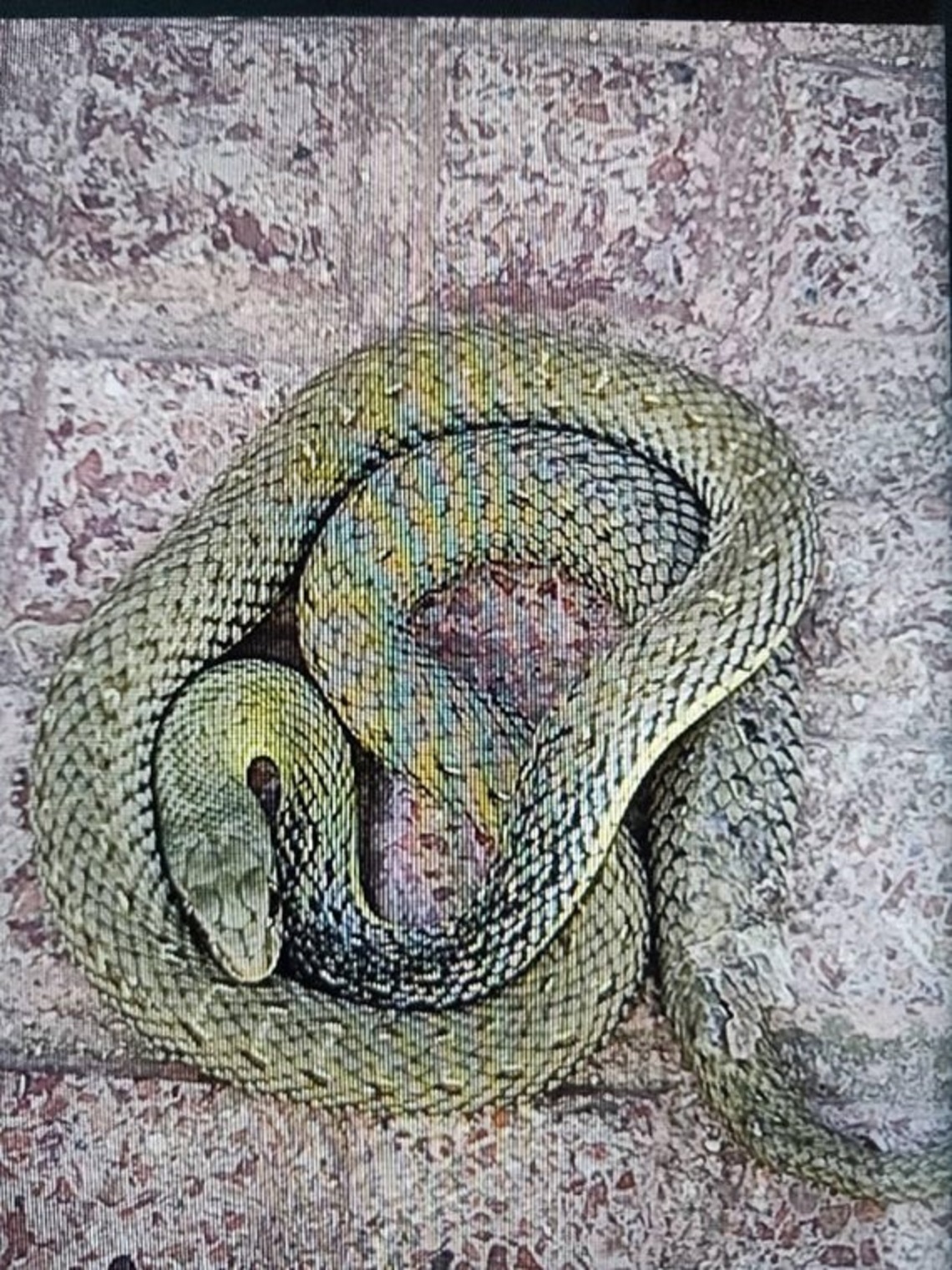 La Policía Local de Torrejón de Ardoz recoge una serpiente
