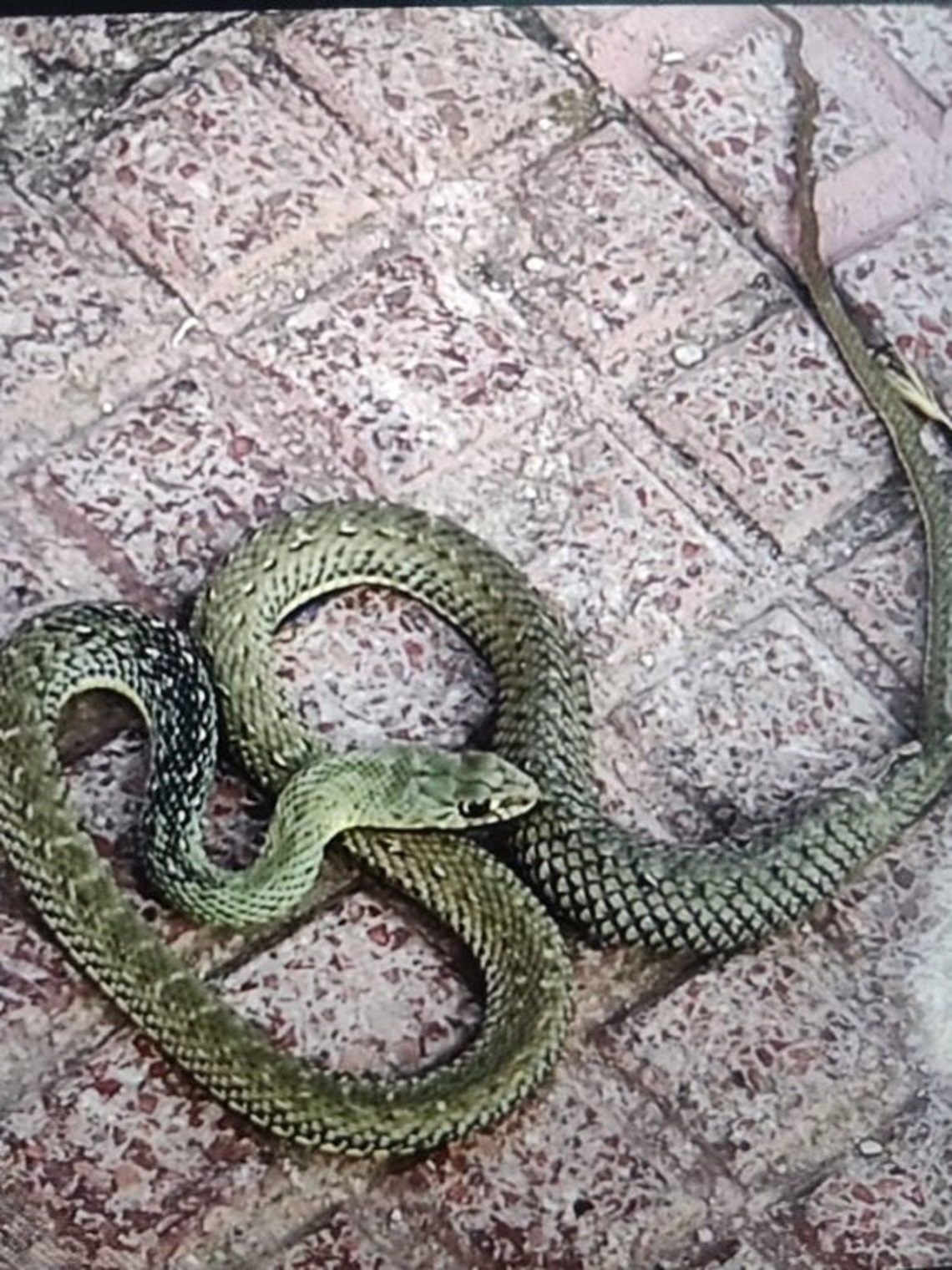 La Policía Local de Torrejón de Ardoz recoge una serpiente