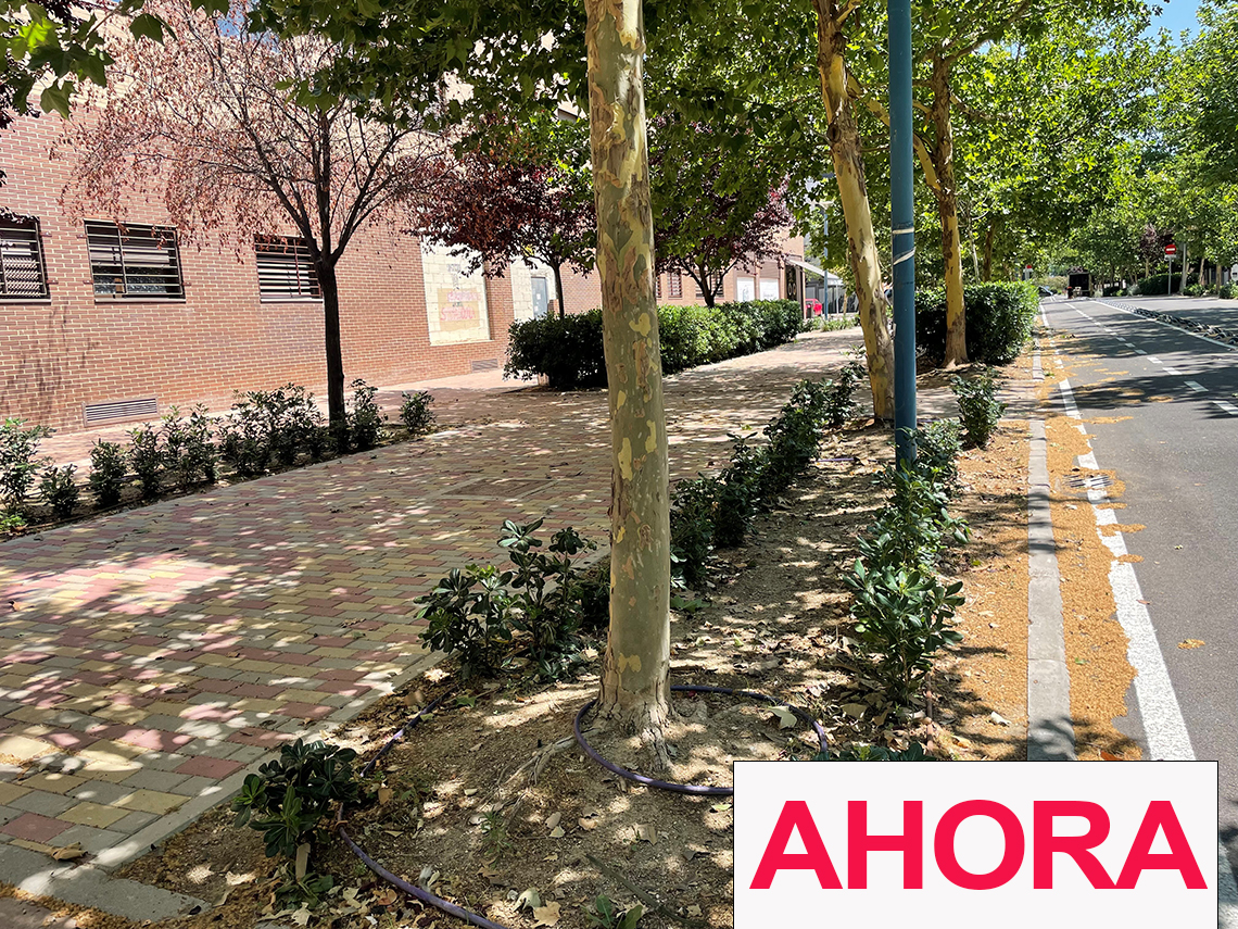 Renovado y mejorado el ajardinamiento de las calles Francisco Salzillo y Rosalía de Castro de Soto Henares con más de 8.000 plantas