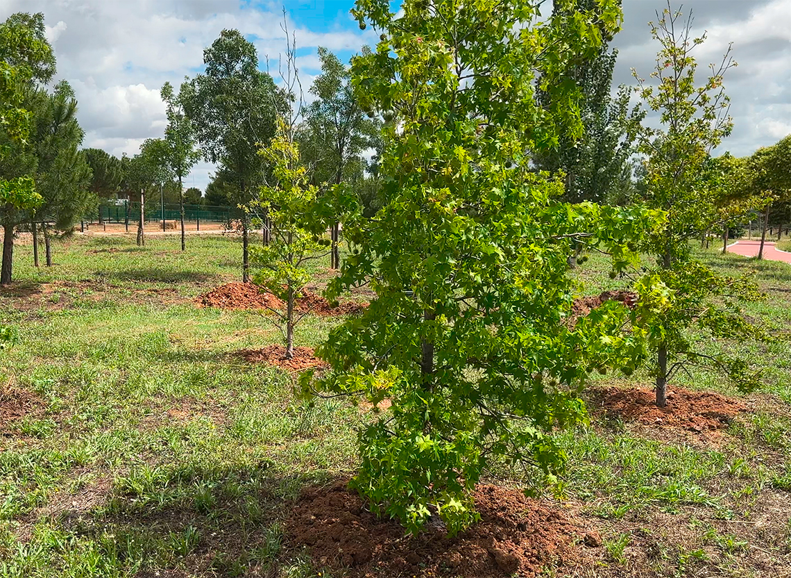 Con los 520 nuevos árboles plantados en el parque Miradores de Soto Henares, en los últimos 4 años Torrejón de Ardoz se ha reforestado con 12.557 árboles nuevos