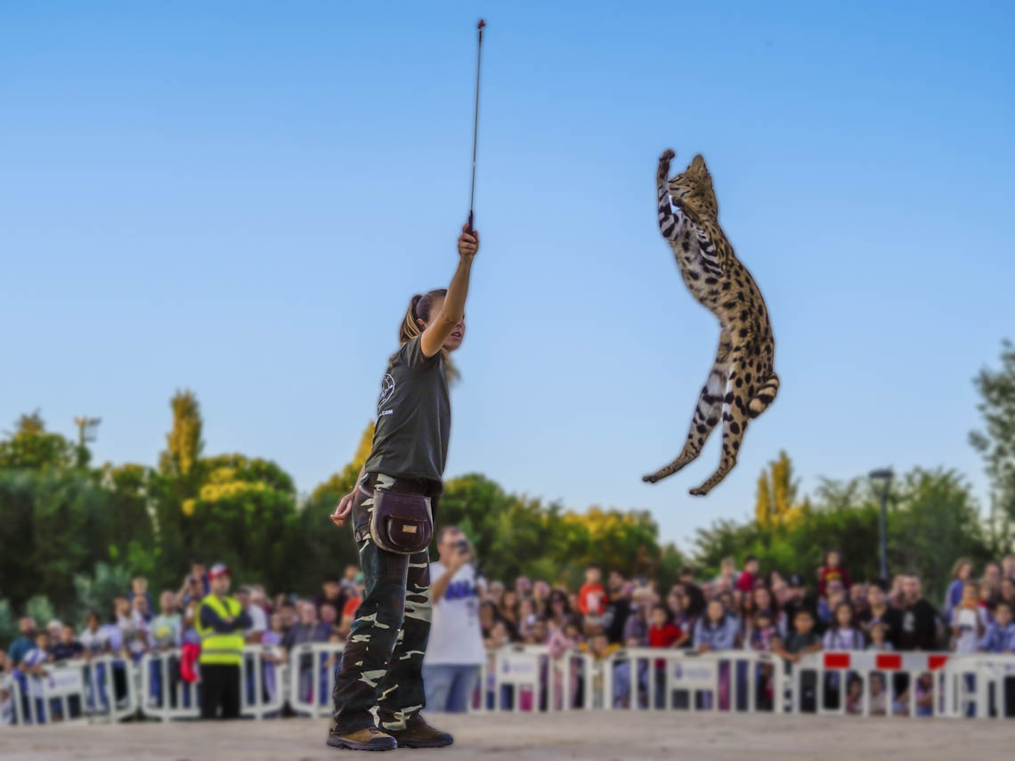 13º Aniversario Parque Europa - Exhibición animales Fauna Aventura