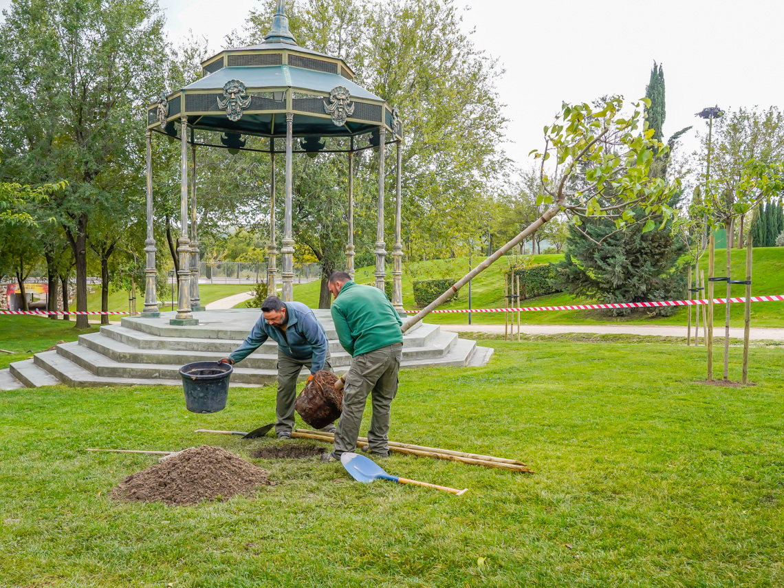 Con motivo del Día de la Lucha contra el Cambio Climático, el Ayuntamiento ha plantado nuevos árboles para seguir reforestando Torrejón de Ardoz 