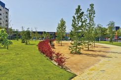 parque girasoles 2