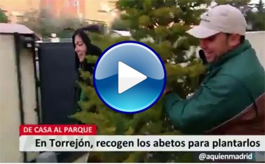 recogida de abetos navidenos
