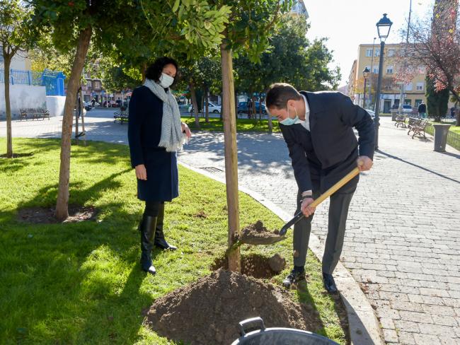 Torrejón de Ardoz conmemora el 42 aniversario de la Constitución española con la plantación de un nuevo madroño en el Parque Constitución 