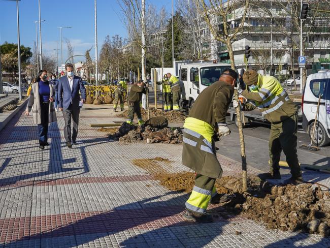 El Ayuntamiento de Torrejón de Ardoz está cumpliendo el objetivo del Plan de Reforestación y ya ha plantado más de 7.000 nuevos árboles en la ciudad en la presente legislatura