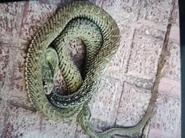La Policía Local de Torrejón de Ardoz recoge una serpiente