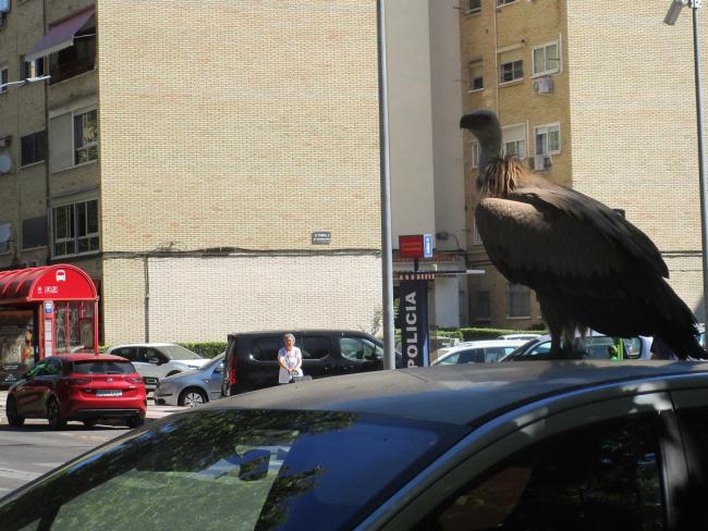 Los agentes medioambientales del Ayuntamiento de Torrejón de Ardoz recogen a un buitre que estaba desorientado por las calles de la ciudad