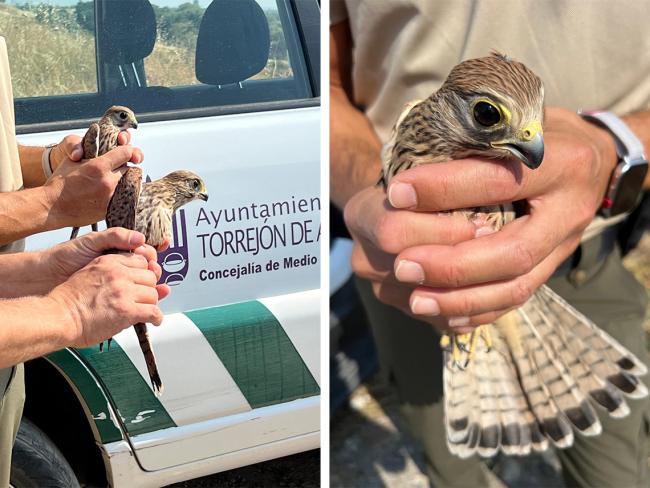 Imágenes de los dos machos y una hembra de la especie cernícalo (Falco tinnunculus)